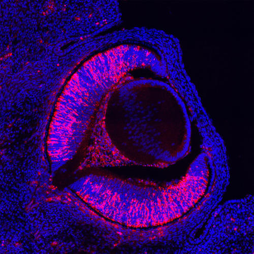 odditiesoflife:It’s an Odd & Small World After AllIn its 40th year, Nikon Small World is one of 