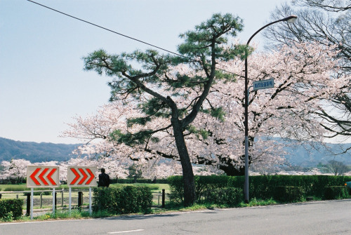 zyu10:  Kyoto, Japan, 2015