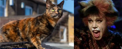 Jelicle Cats As Real Cats! TheKittin