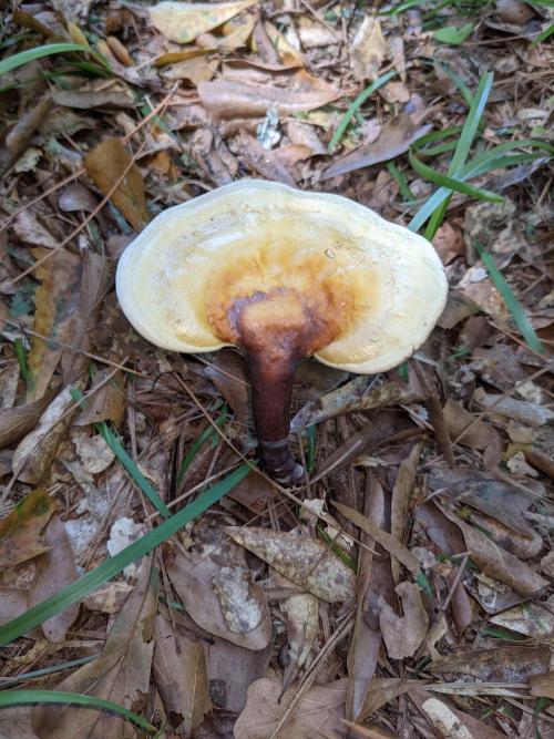 Ganoderma curtisii, yellow reishi