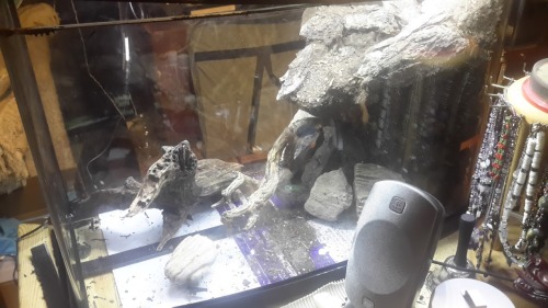 ok, i know the pics are crap, but I am pleased with the results of my mud tower. I will get my actual camera’s batteries charged for tomorrow, and move some things on my desk out of the way. This is where the paludarium stands at the end of the day....