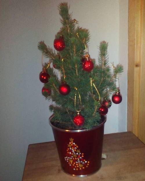 Our tiny chrostmas tree in our tiny house. I think we didn&rsquo;t have christmas tree in the la