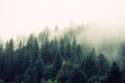 a-spec-aesthetics:aromantic pansexual + nature/forest