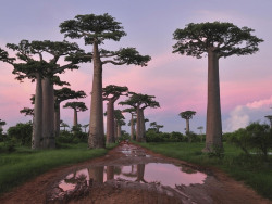 deathorbs:  Baobabstree 
