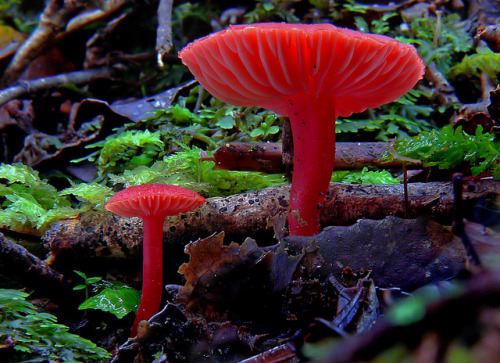 libutron:Hygrocybe rubrocarnosaIt is a striking species of mushroom in the Hygrophoraceae Family. Hy