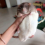 petiterat