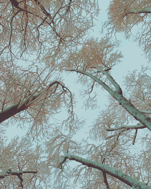 a photo looking up at leafless, snow-covered trees. it is overcast and the near-dusk light is blue-tinged. the branches are yellow-orange.