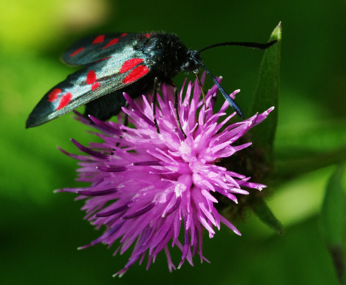6-Spot Burnet Moth - Zygaena filipendulae - one of my favourite UK moths - I love the colours, and t