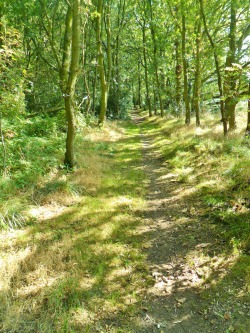 vwcampervan-aldridge:  Sunlight and shade