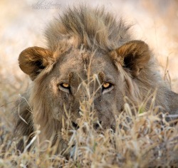 beautiful-wildlife:  Stare of the Kalahari by Seb