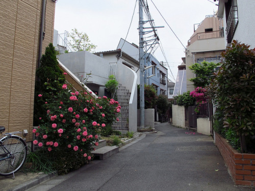 yuikki:裏路地角と花 by Yorozuna / ヨロズナ on Flickr.