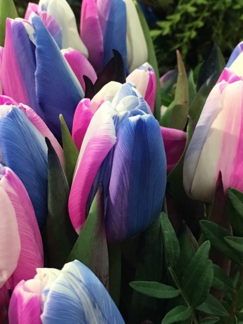 charmstrangeandbeauty:Bisexual pride tulips