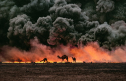 historicaltimes:Sandwiched between blackened sand and sky, camels search for untainted shrubs and water in the burning oil fields of southern Kuwait. Their desperate foraging reflects the environmental plight of a region ravaged by the gulf war; 1991