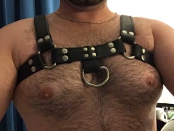 hairyleatherguy:  Leather lover… #leather #harness #nipples #horny #hairy #lovenipples #nippleplay 