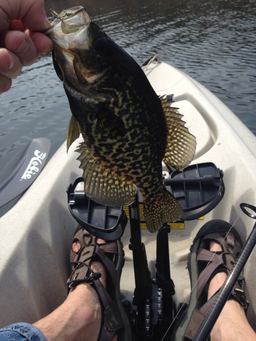 Big spring crappie