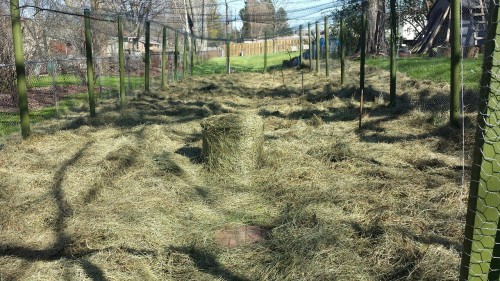 bambuita:MULCHED THE GARDEN WITH HAY!!! finally was able to head out to the garden and lay this hay 