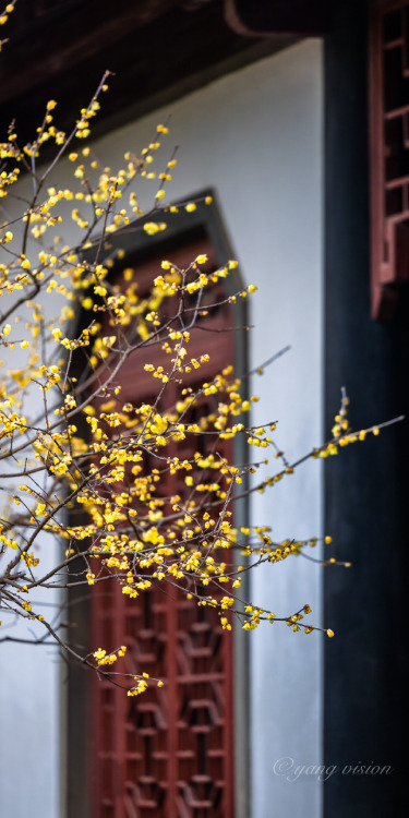 腊梅花 lamei/wintersweet (Chimonanthus praecox) by 影像视觉杨