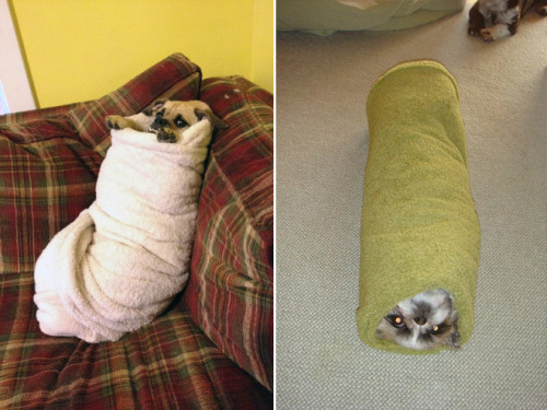 XXX all-thats-interesting:  Dog BurritosThis photo