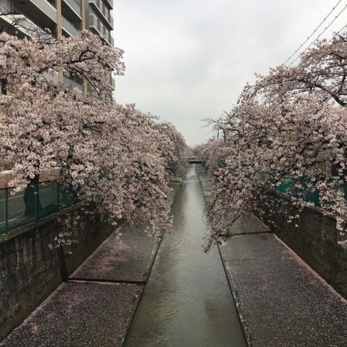 雨の偽目黒川。 #緑川 #桜 #川口前川 #偽目黒川 #cherryblossom #kawaguchi