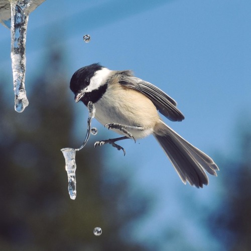 elodieunderglass:callii:occasionallybirds:chickadeefriend:Chickadees drinking from icicles!Wow@elodi