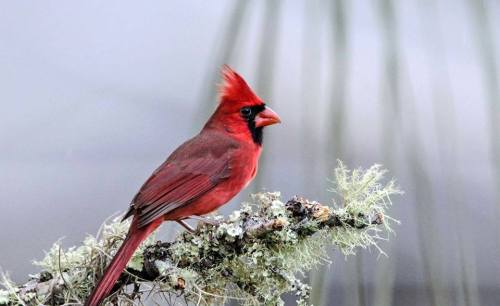 &lsquo;Tis the Season to Count! Christmas may be over, but for the Audubon Society and amateur b