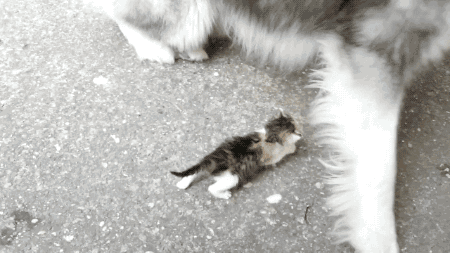 tastefullyoffensive:  Malamute Meets Kitten for the First Time 