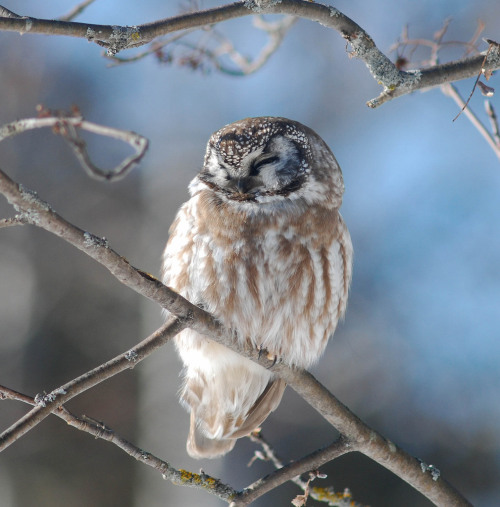 owlsday:Boreal Owl by Skye Haas on Flickr.