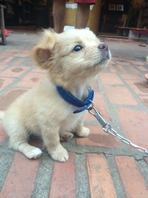 awwww-cute:A friend was travelling through Laos and Vietnam and met this little fella