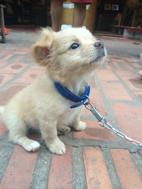 awwww-cute:
“ A friend was travelling through Laos and Vietnam and met this little fella
”