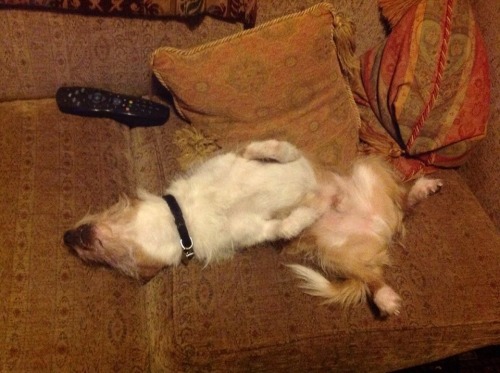 My dog is not meant to be on the sofa.My mum took a photo of his response every time she told him to