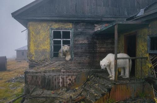 blondebrainpower:  Polar bears at an abandoned Soviet weather station on Kolyuchin Island, Russia.