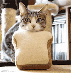 funny-gif-1:Other Funny Gİfs http://funny-gif-1.tumblr.com/