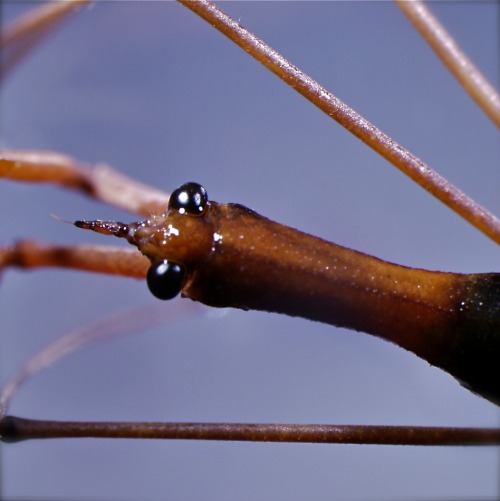 While very neat looking, Ranatra (Hemiptera, Nepidae) are relatively inept in the water, and move so