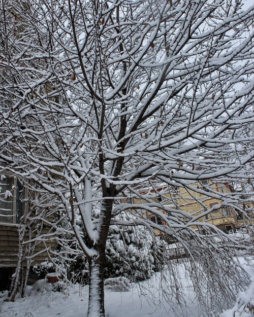 Frosted Yard Tree  The blanket of snow carefully balanced on the branches creates a nice composure. 