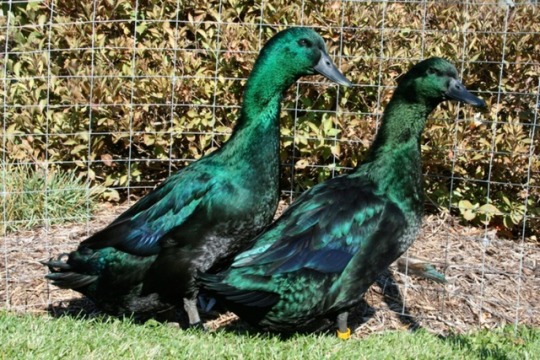 hollyblueagate: felixfunney:  felixfunney:  discovered a type of duck that is really pretty is called cayuga ducks  green.  the wizards of oz 