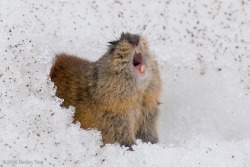 kittenfossils:  chubbybeyonce:  he yell  what the fuck is that   he