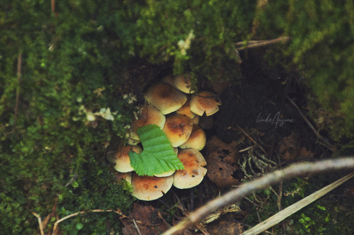 lindagoesmushrooming: The fresh Springtime Green + sulphur tufts.