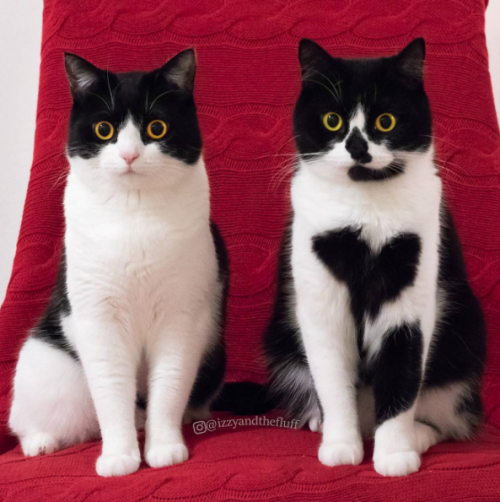 annethecatdetective: catsbeaversandducks: Izzy &amp; Zoë  “We are sisters!&rdquo