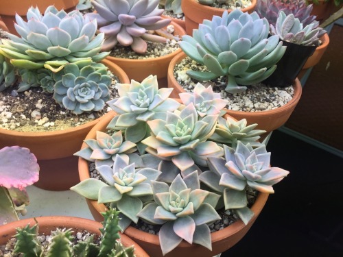 5000beesinatrenchcoat:hellyeahsucculents:They’re pretty much tricolored now@slimeandspice