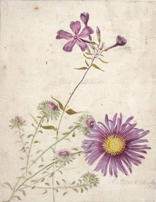 aleyma:Thomas Robins I, Phlox and an Autumn Aster, 18th century (source).