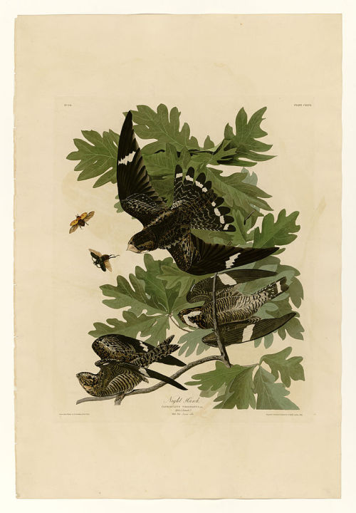 Plate 147 Night Hawk, John James Audubon