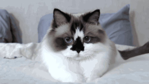 tastefullyoffensive:Video: The Adorable Antics of Albert the Munchkin Cat