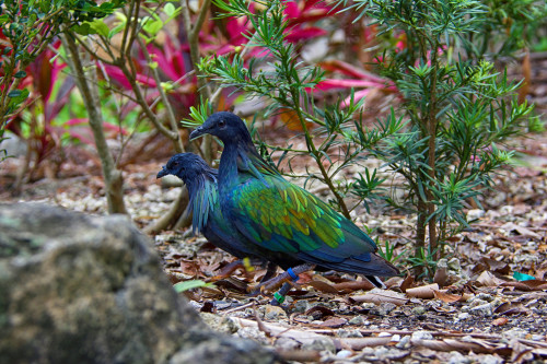 Nicobar pigeon (Caloenas nicobarica)Photo by Valerie