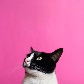 miss-mandy-m:  Princess Cheeto the cat photographed by Hugo Martinez.