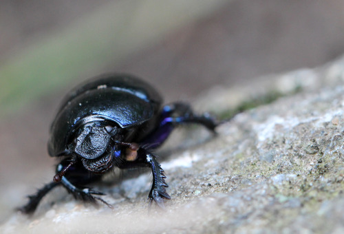 A Dor beetle.