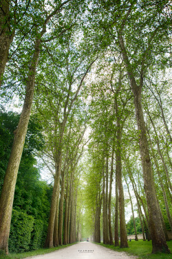 lensblr-network:  Versailles, France by Vincent