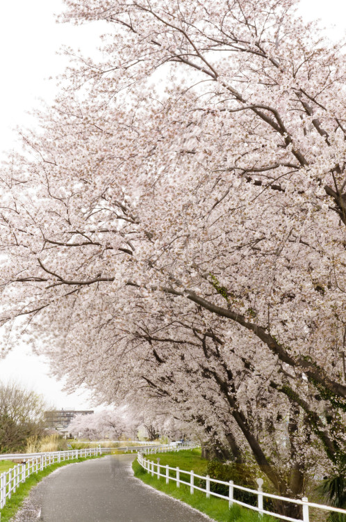 ourbedtimedreams:DSC02763_r by julajp (A while busy)