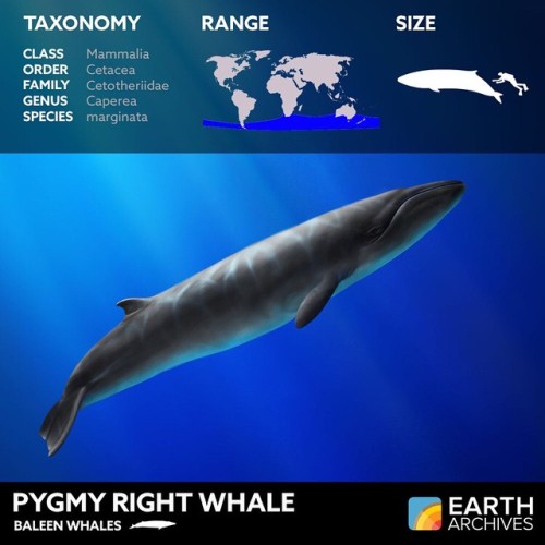 The pygmy right whale, the smallest of the group, kicks off our countdown of the world’s baleen whal