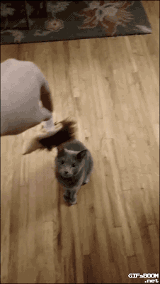 gifsboom:  DOG TACKLES CAT TO GET HEDGEHOG