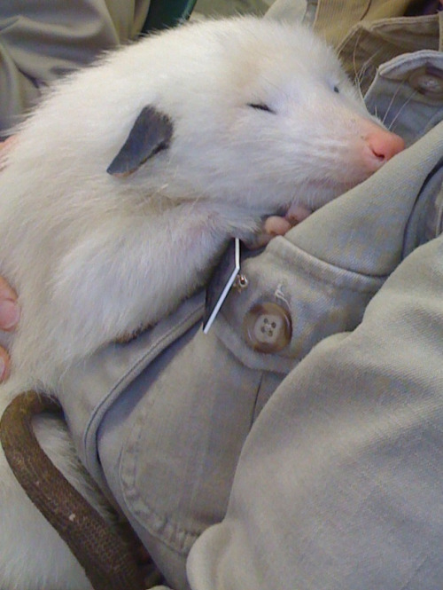 tinker–hell:feral-mary:opossummypossum:Lucy, the white opossum at San Francisco Zoo.via@tinker